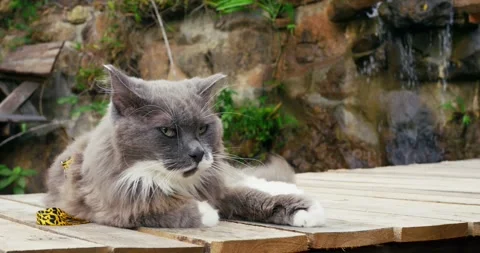 Gray fluffy cat with leash lies on wooden pier. Cat is resting in jungle near Stock Footage 255427872