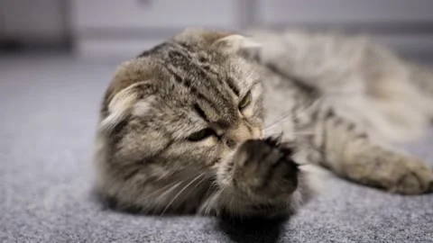 A gray fluffy cat lies and licks its paw, washes Stock Footage 220191284
