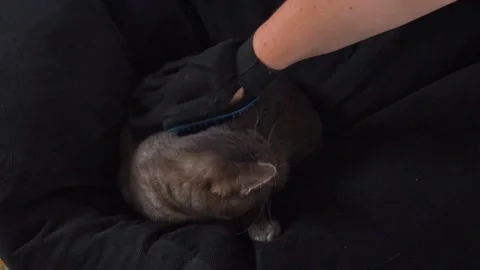 A gray fluffy cat lies on a black pillow. a girl combs a cat with a hand-glove. Stock Footage 233497707