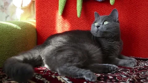Gray fluffy cat lies on red sofa and wiggles its tail Stock Footage 161429270