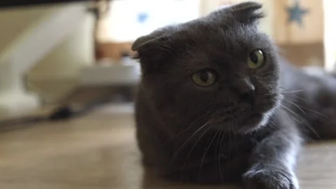 Gray fluffy cat lies on the table and meows. Stock Footage 232608057