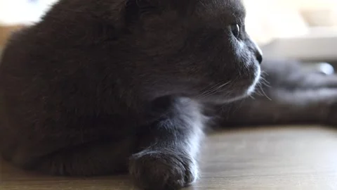 Gray fluffy cat lies on the table and meows. raising a cat. Stock Footage 232608063