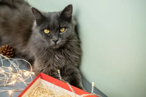A gray fluffy cat looks at the camera. The concept of New Year and Christmas. Stock Photos