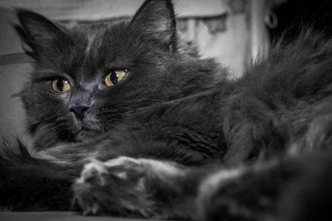 Gray fluffy cat lying on the couch. 스톡 사진