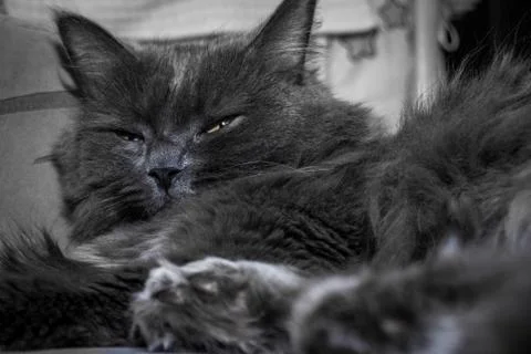 Gray fluffy cat lying on the couch. Stock-Fotos