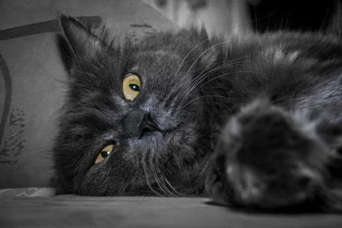 Gray fluffy cat lying on the couch. Stock-Fotos