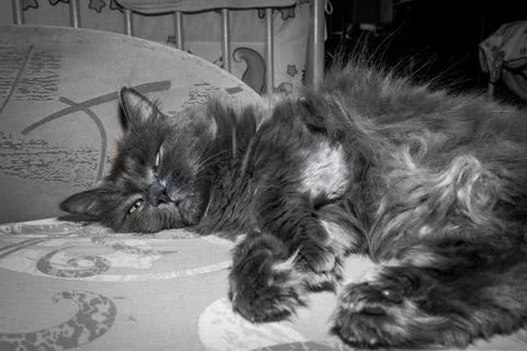 Gray fluffy cat lying on the couch. Foto stock