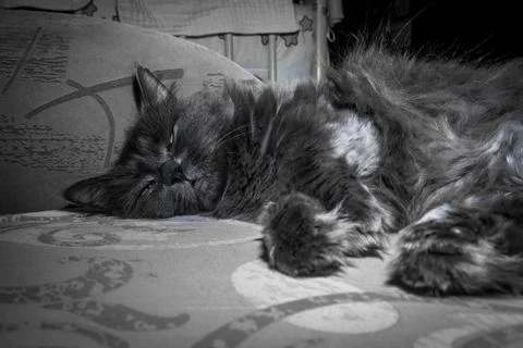 Gray fluffy cat lying on the couch. Foto stock