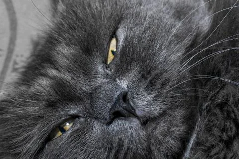 Gray fluffy cat lying on the couch. Stock-Fotos