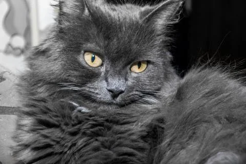Gray fluffy cat lying on the couch. Stock-Fotos