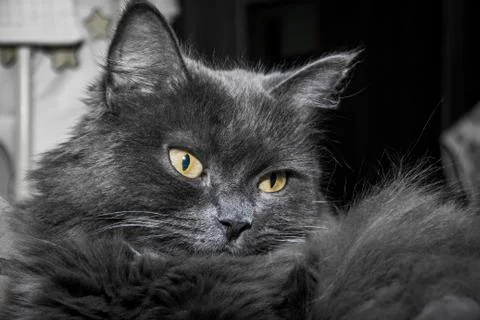 Gray fluffy cat lying on the couch. Stock-Fotos