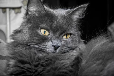 Gray fluffy cat lying on the couch. Stock-Fotos