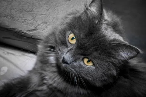 Gray fluffy cat lying on the couch. Stock-Fotos