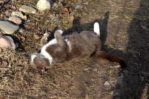 Gray fluffy cat lying on its back with closed eyes on the ground Stock Photos