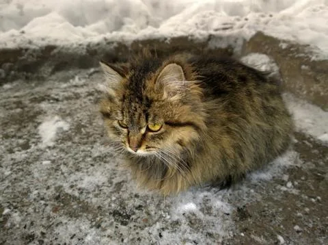 Gray fluffy cat Foto stock