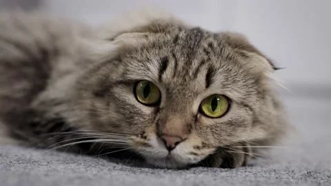 A gray fluffy cat puddles on the carpet and looks into the camera. Close-up Stock Footage 220191571