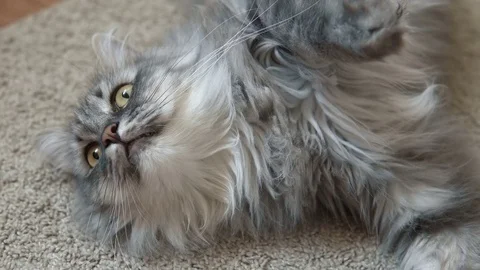 Gray fluffy cat resting on the rug Stock Footage