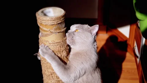Gray Fluffy Cat Sharpens Claws on a Scratching Post in the Rays of Sunlight Stock Footage 198420579
