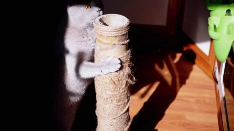 Gray Fluffy Cat Sharpens Claws on a Scratching Post in the Rays of Sunlight Stock Footage 198423483