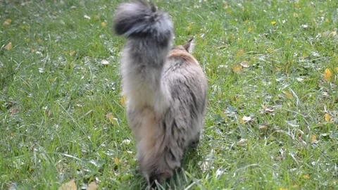 Gray fluffy cat sits and runs in the grass in summer. Stock Footage 151595254
