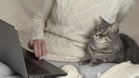 A gray fluffy cat sits in her arms and looks at the laptop screen. Stock Footage 273571976