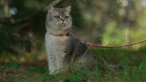 A gray fluffy cat sits quietly on the grassy ground and looks around curiously. 스톡 동영상 337051989
