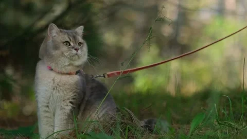 A gray fluffy cat sits quietly on the grassy ground and looks around curiously. Video stock 337229344