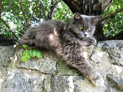 A gray fluffy cat sits on a stone fence Stock-Fotos