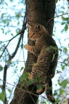 Gray fluffy cat sits on a tree among the branches and leaves Stock Photos