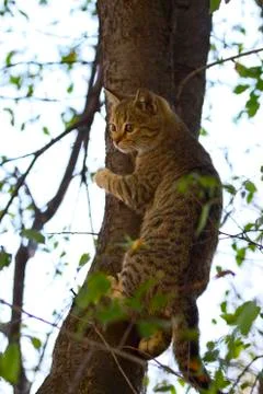 Gray fluffy cat sits on a tree among the branches and leaves Stock Photos