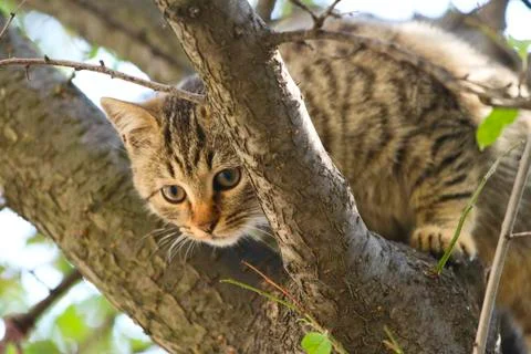Gray fluffy cat sits on a tree among the branches and leaves Stock Photos