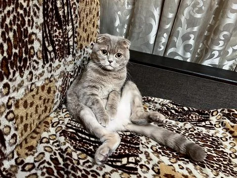 Gray fluffy cat on the sofa Stock Photos