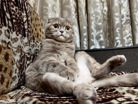 Gray fluffy cat on the sofa Stock Photos