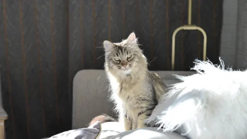 Gray fluffy cat on the sofa with sunlight. A beautiful pet. Siberian cat Video stock 244747726