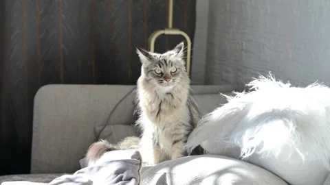 Gray fluffy cat on the sofa with sunlight. A beautiful pet. Siberian cat Video stock 246697553
