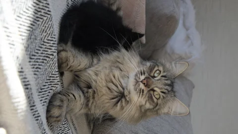 Gray fluffy cat on the sofa with sunlight. A beautiful pet. Siberian cat Video stock 246698995