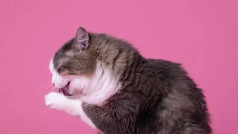 A gray fluffy cat washes her face with her paw. Stock Footage 263449853