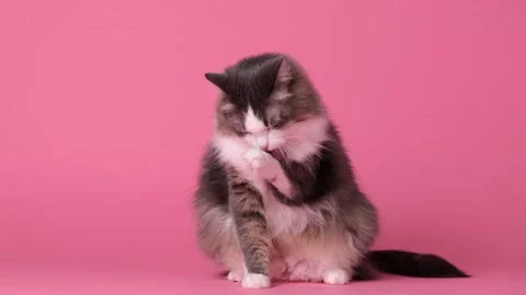 A gray fluffy cat washes her face with her paw. Stockbeeldmateriaal 263449856