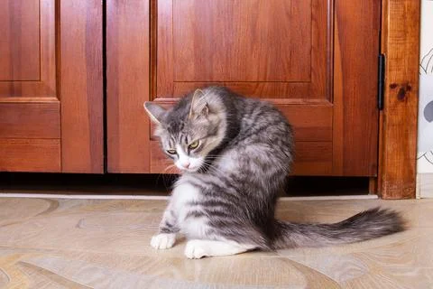 Gray fluffy cat washes its tail closeup Stock Photos