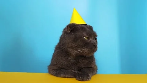 Gray fluffy cat in a yellow hat on a blue background. Stock Footage 237233553