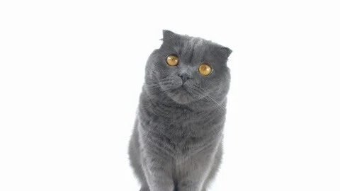 Gray fluffy cute isolated cat scottish fold on white background. Stock Footage 120472741