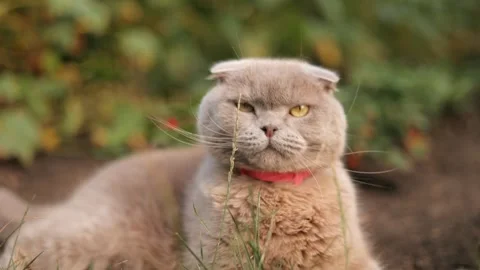 Gray fluffy cute Scottish Fold cat lies in the cage and licks its lips outdoors Stock Footage 246964288