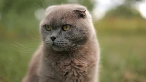 A gray fluffy cute Scottish Fold cat sits and licks its lips outdoors Stock-Footage 246964306