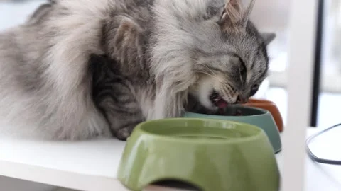Gray fluffy domestic cat eats food from a bowl Stock Footage 310735811