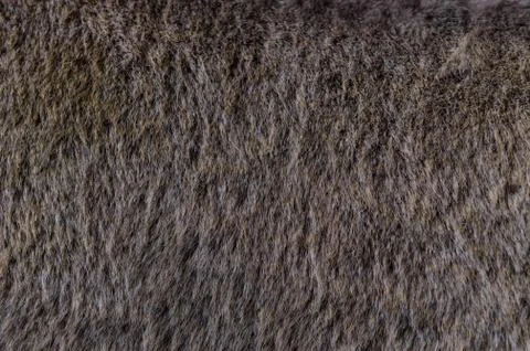 Gray fluffy fur texture patterns background Stock Photos