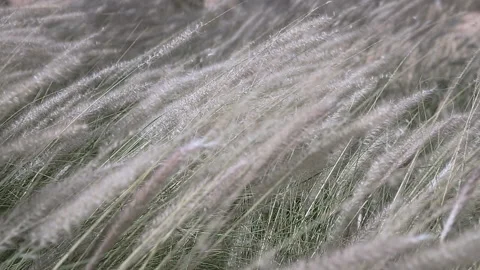 Gray fluffy grass at strong wind Stock-Footage 91189790