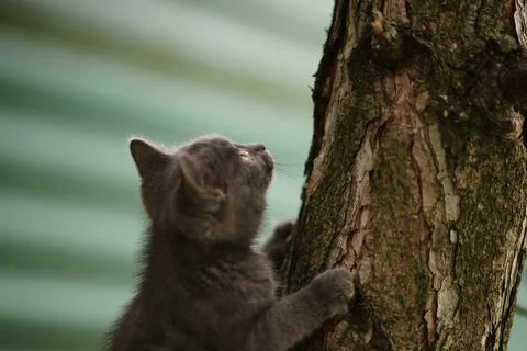 Gray fluffy kitten climbing on a tree trunk in the garden Stock-Fotos