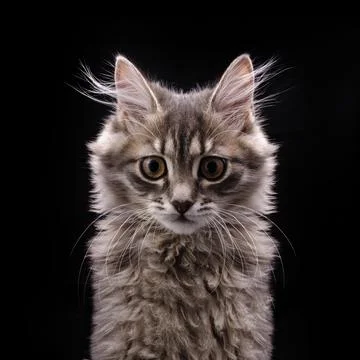 Gray fluffy kitten in front on black background 库存照片