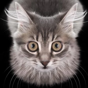 Gray fluffy kitten in front on black background Stock Photos