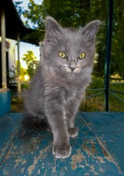 Gray fluffy kitten Stock Photos